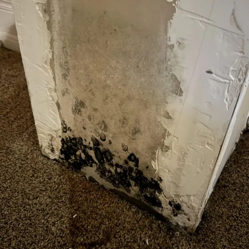 Professional Mold Removal in Buchanan, MI